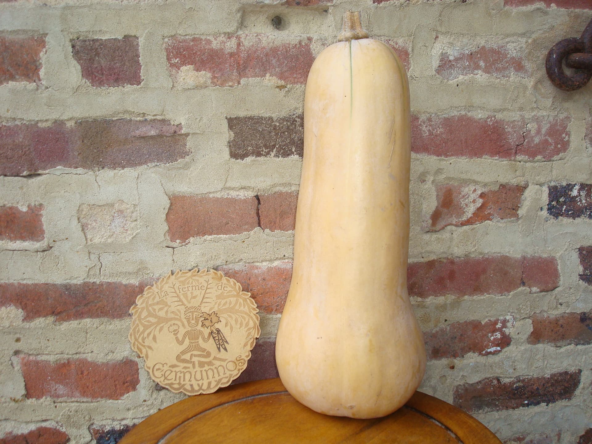 Butternut