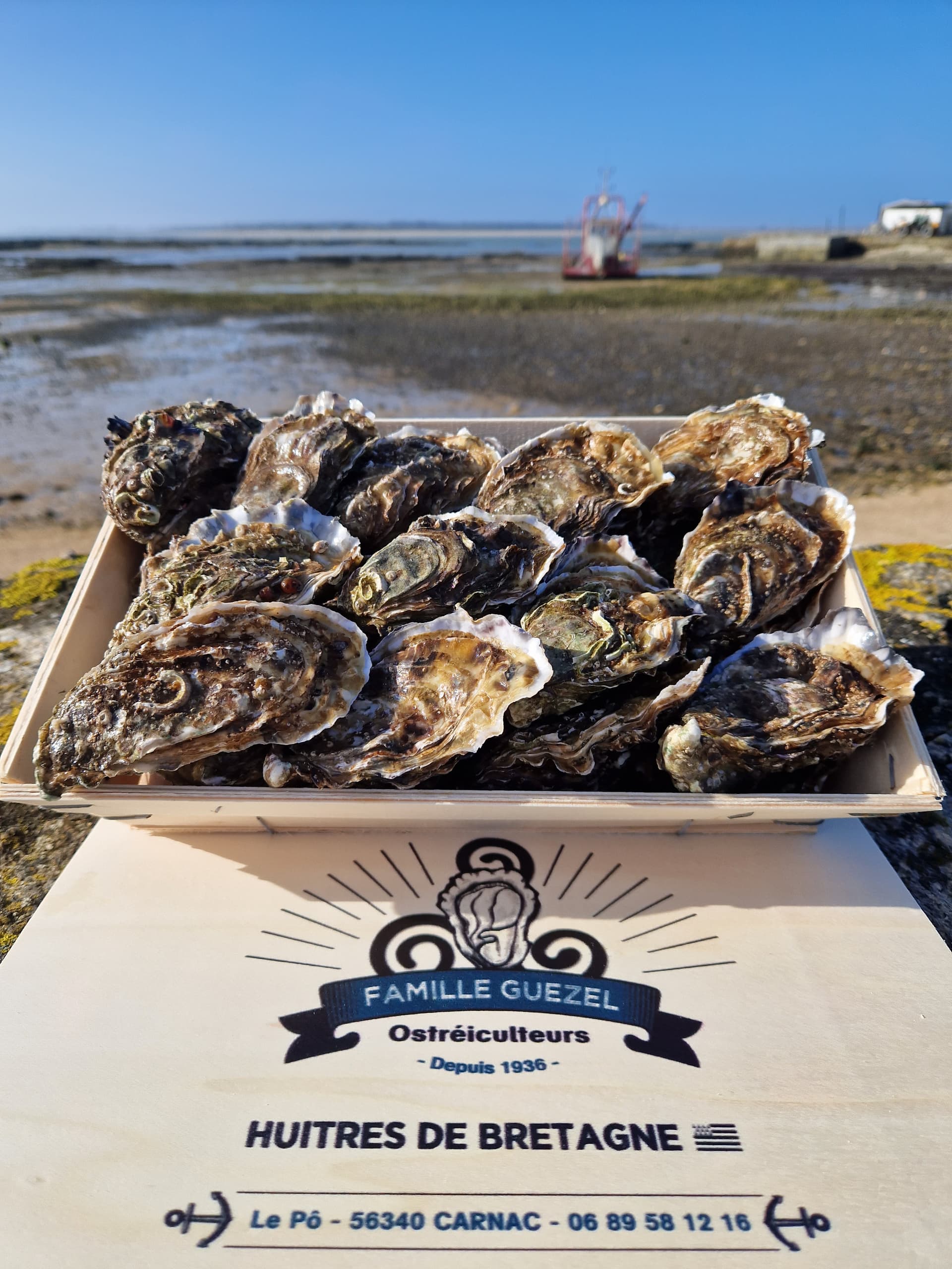 Bretonische Felsenaustern aus der Bucht von Quiberon Nr. 3 x 48